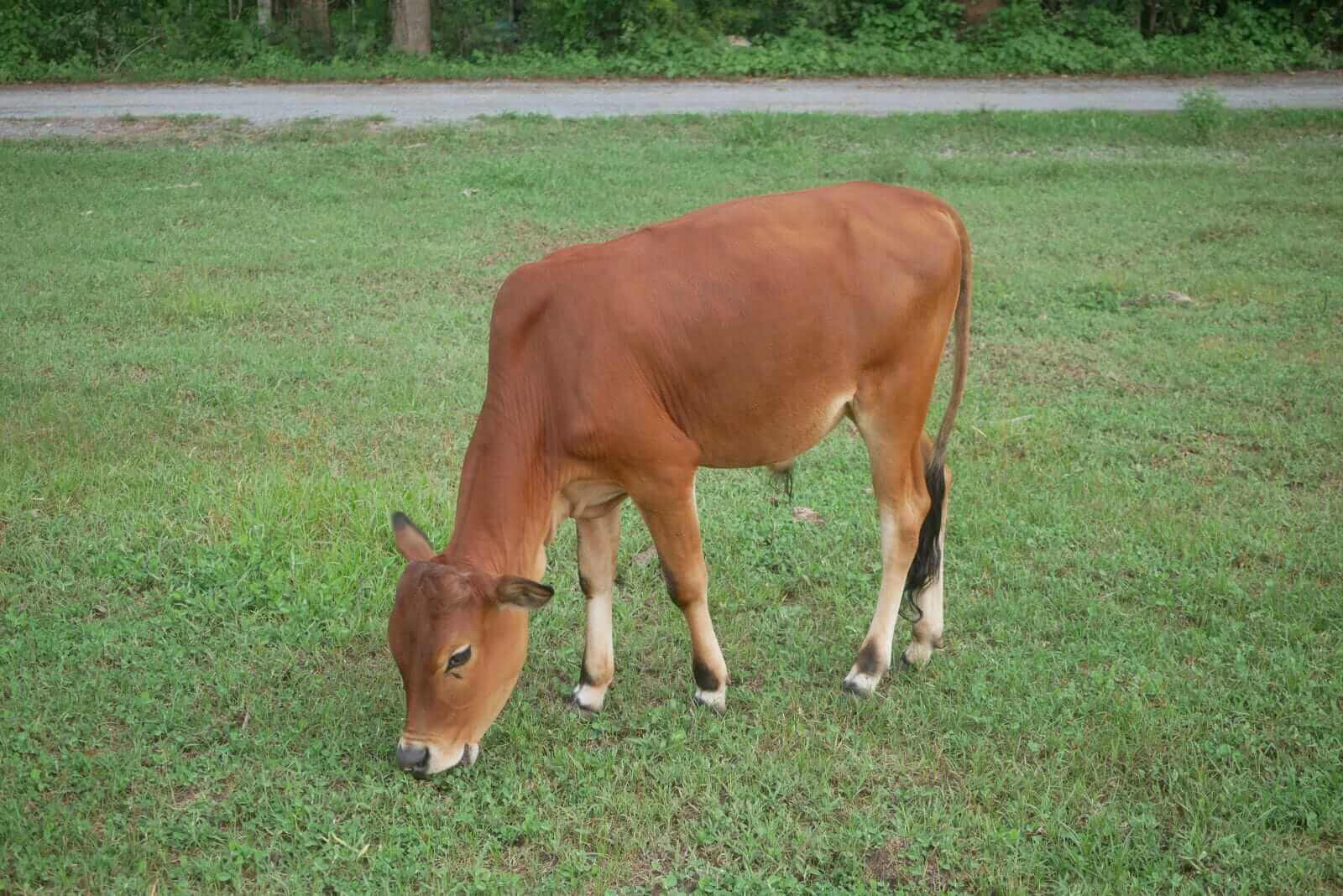 Cattle Rally Continues on Thursday